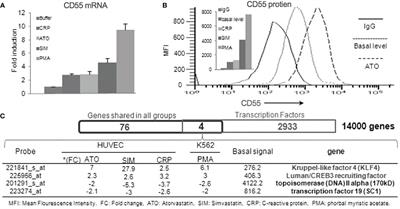 KLF4 and CD55 expression and function depend on each other